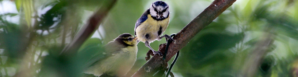 Bhutan Bird Watching Tour