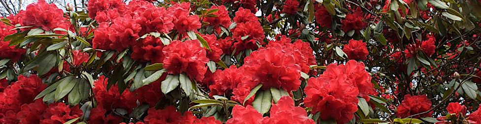 Bhutan Rhododendron Tour