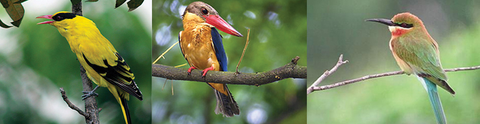 Birding Tour in  Nepal
